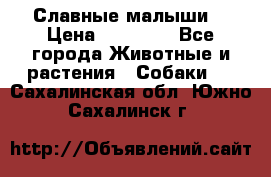 Славные малыши! › Цена ­ 10 000 - Все города Животные и растения » Собаки   . Сахалинская обл.,Южно-Сахалинск г.